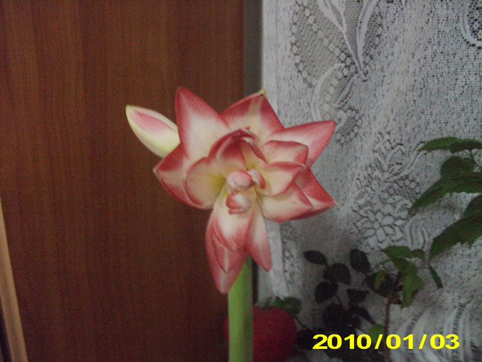 Flori 03.01.2010 001