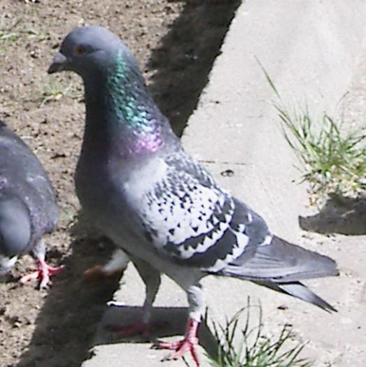 classic checker(Porumbel solzat)
