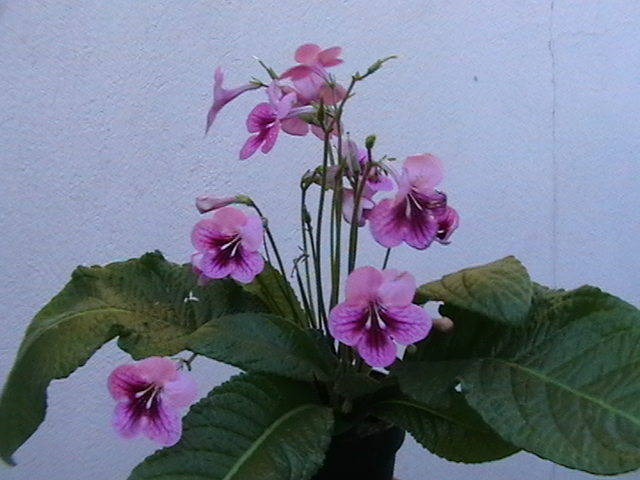 streptocarpus