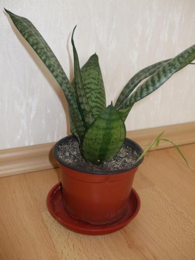 sansevieria - Flori