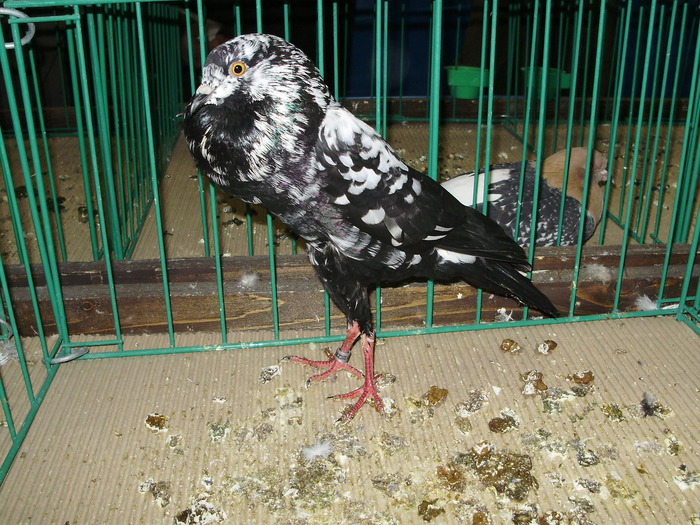 9266 brk 1 - 1507 partea 3b