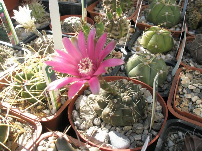 Gymnocalycium baldianum