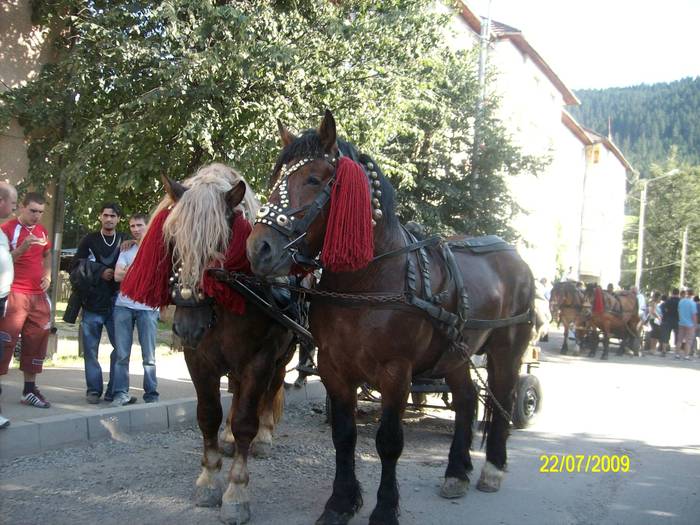 SANY0010 - intalniri bucovinene-parada cailor 2009 Campulung moldovenesc