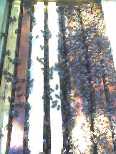 Albinele din stupul roi artificial 2009 - Albinele mele