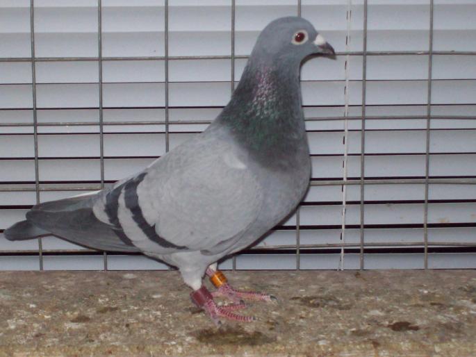 100_0058 - porumbei matca 2008