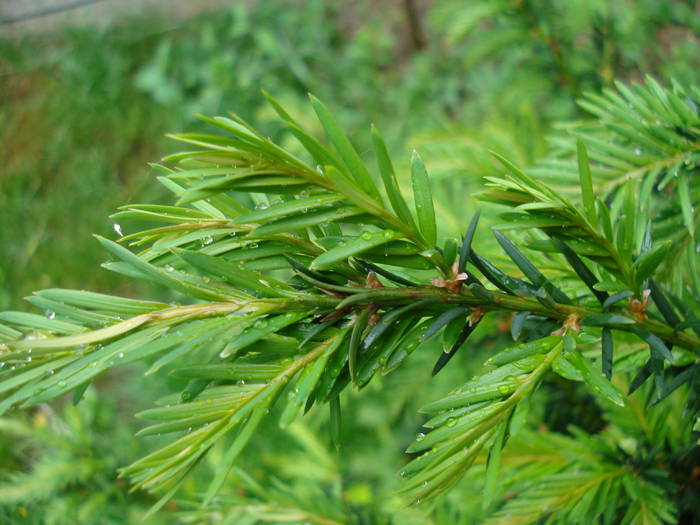 European Yew (2009, May 13)