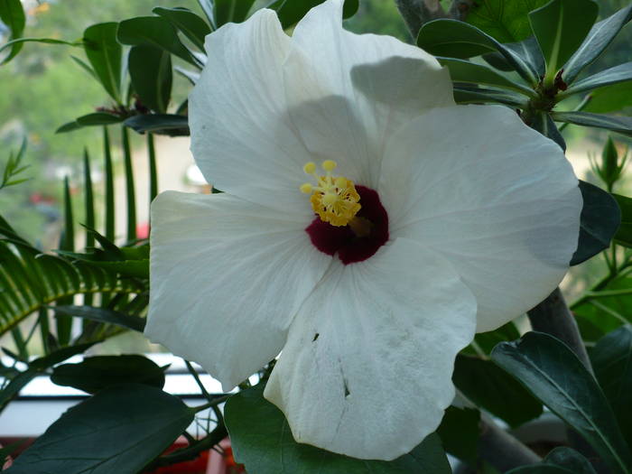 P1140912 - HIBISCUSI