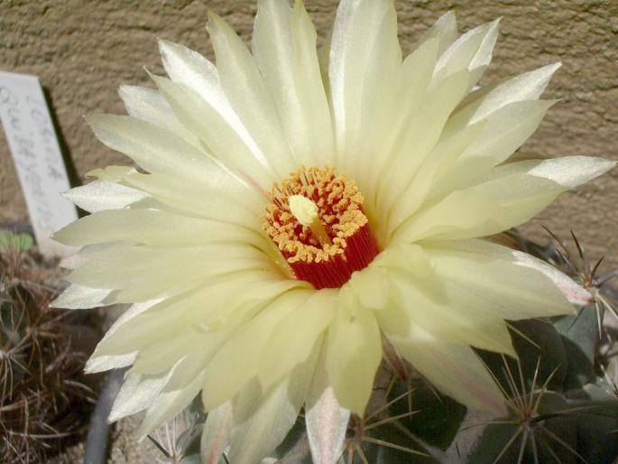  - Coryphantha