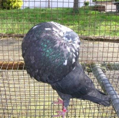 y1pveccjjiNFZwgMvoCNOIHYQ9LJmnCvx6xLSeSdXBLSm8FvFYnqGBUBJjGqO2IkYVFrs1hSQOXPQg - X-TODAS LAS RASAS DE PALOMAS EN EL MUNDO