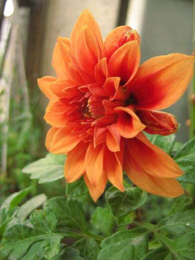 dalie orange - Beautiful flowers