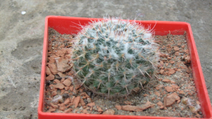 Picture 123 - cactusii mei