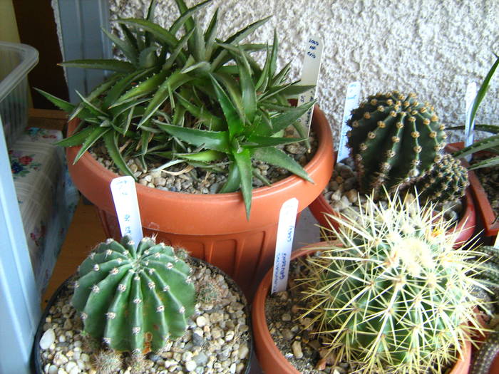IMG_4471 - Cactusi 1 martie 2009