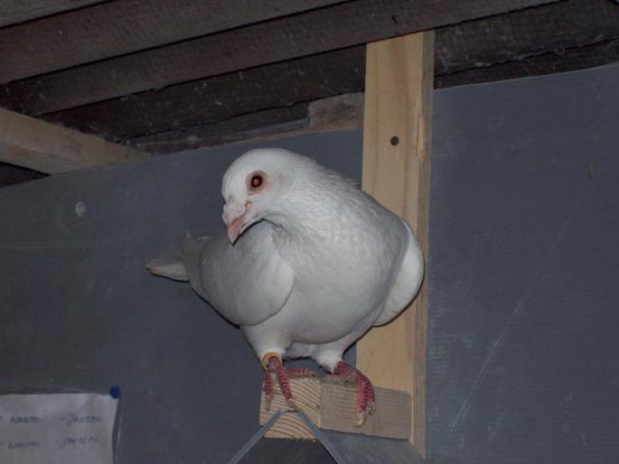 poze 271 - porumbei albi-nunti si ornament