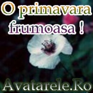 33 - poze avatar primavara