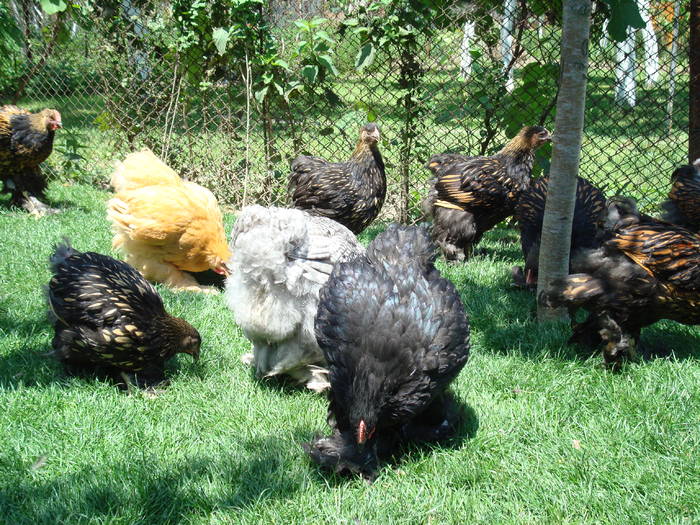DSC03157 - Fotografii din 9 iunie 2009