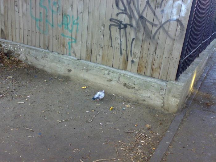 210120091722 - 18a Constanta 1