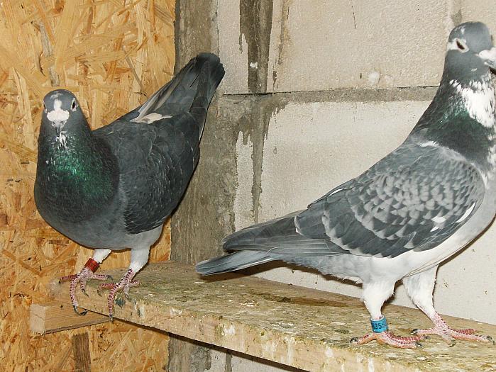 HPIM2223 - porumbei 2009