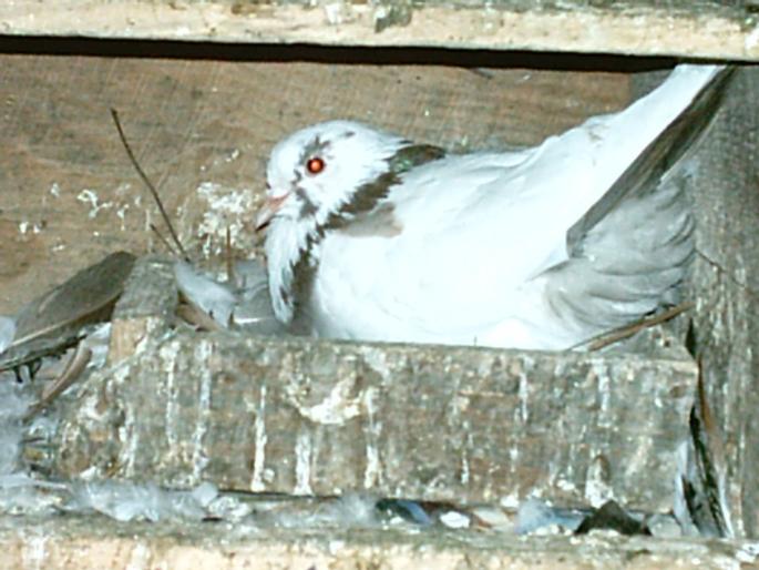 IMAG0063 - O zi de vara pt porumbei-     --a day of summer for pigeons
