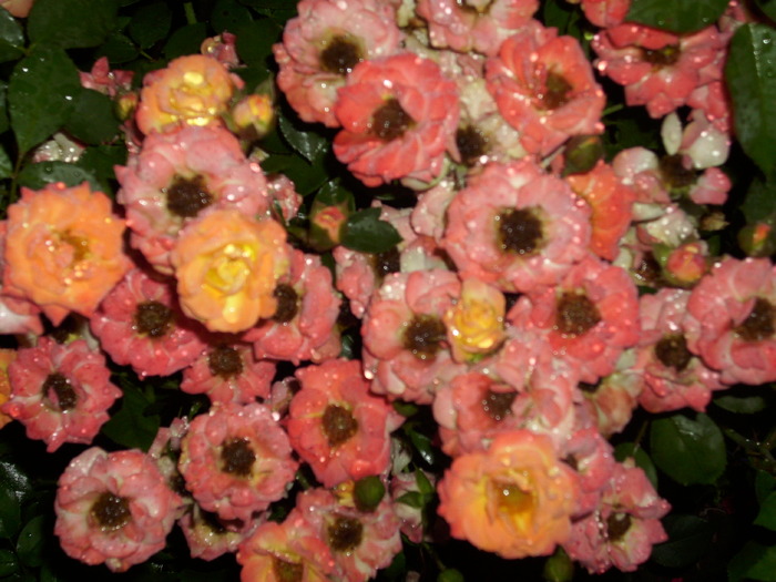 DSCI0563 - flori din gradina mea