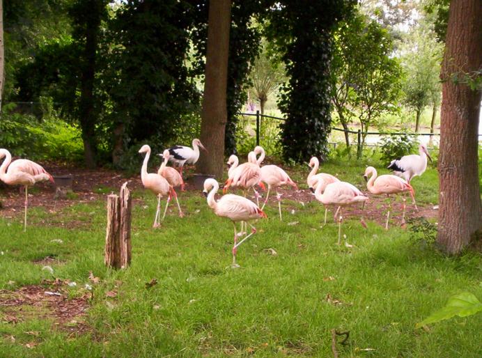 centrul papagali (88)