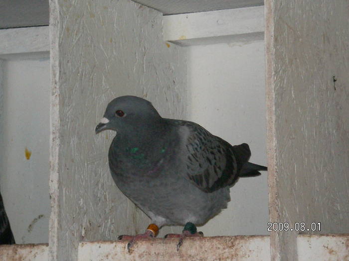 93 - pui porumbei 2009