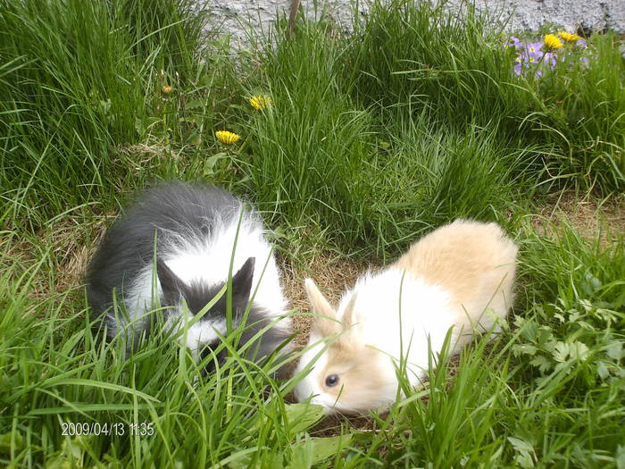 Angora 3 luni  Angora 1 jumate - Poze  iepuri Paste