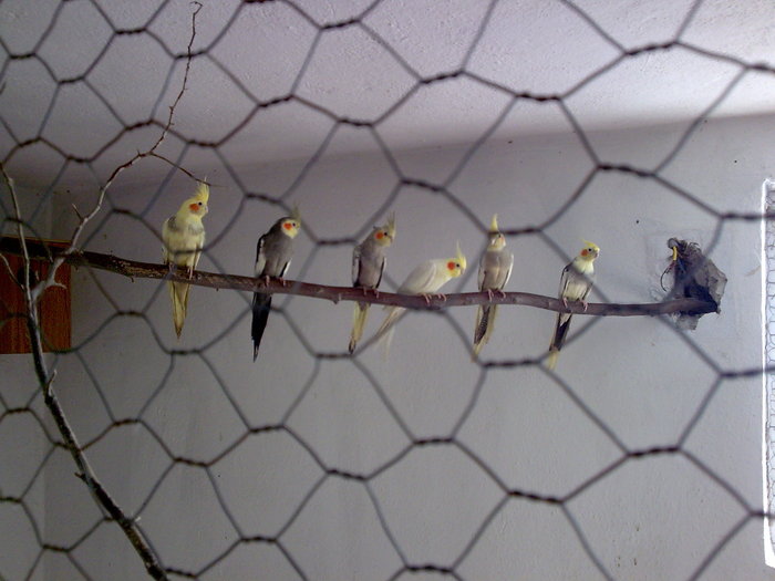 Imagine041 - PAPAGALI SI CANARI