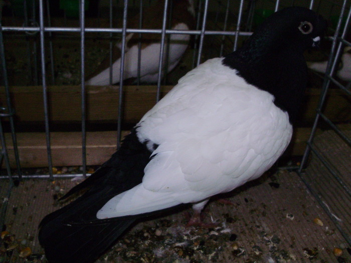 11735b ct 1