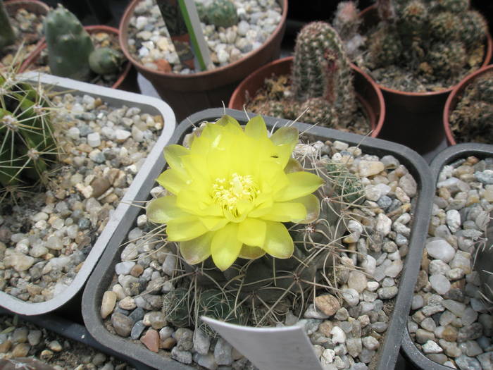 Gymnocalycium andreae inflorit 22.05 - Gymnocalycium