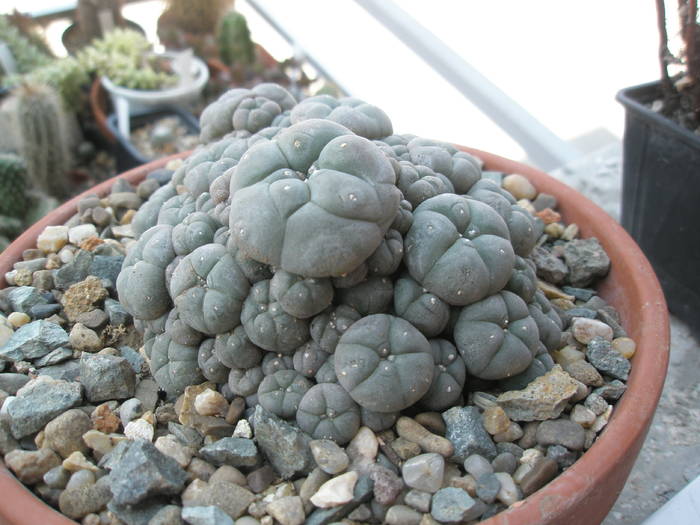 Lophophora williamsii