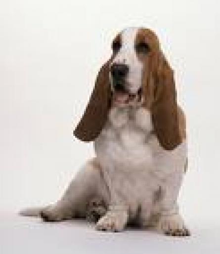 BASSET HOUND - RASE CAINI