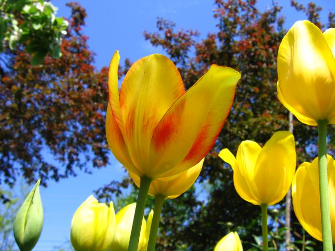 IMG_5842 - flori si floricele