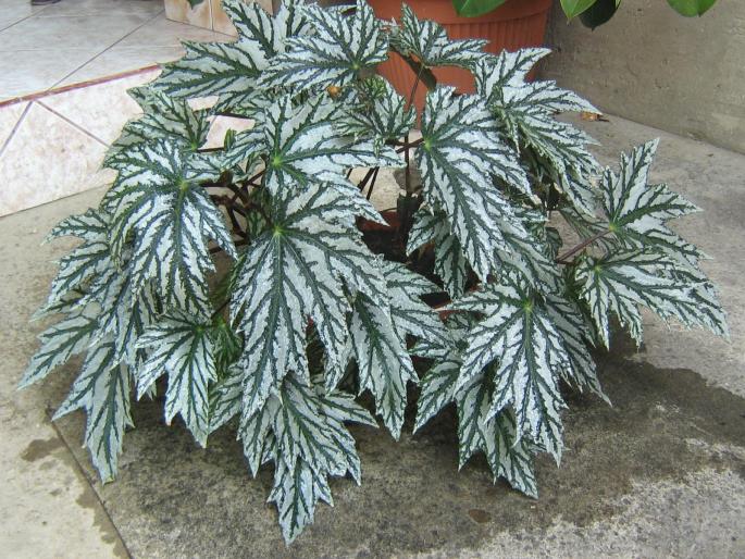 begonia metalica - flori diverse