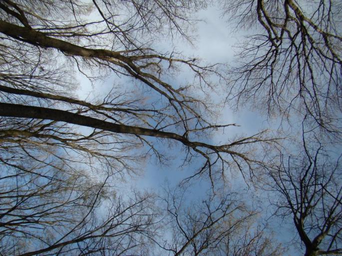 DSC02738 - 2008-03-22 - La padure-Baneasa