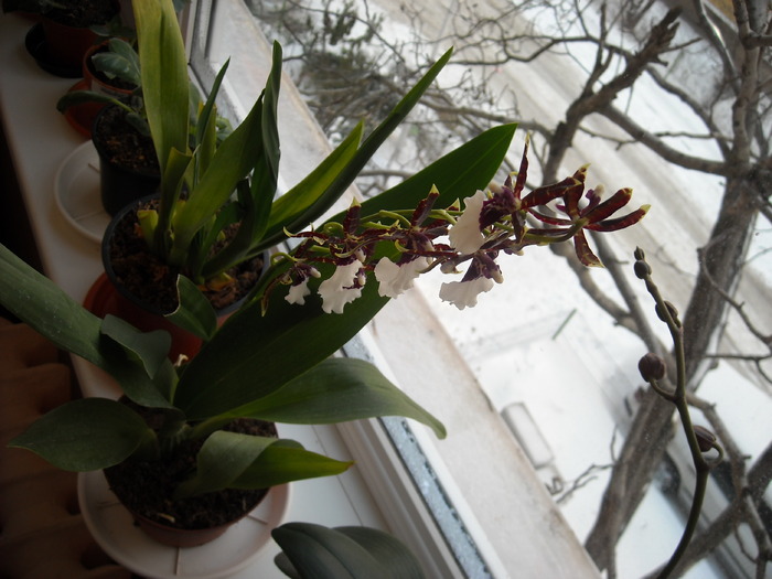 orhidee cambria - Florile mele