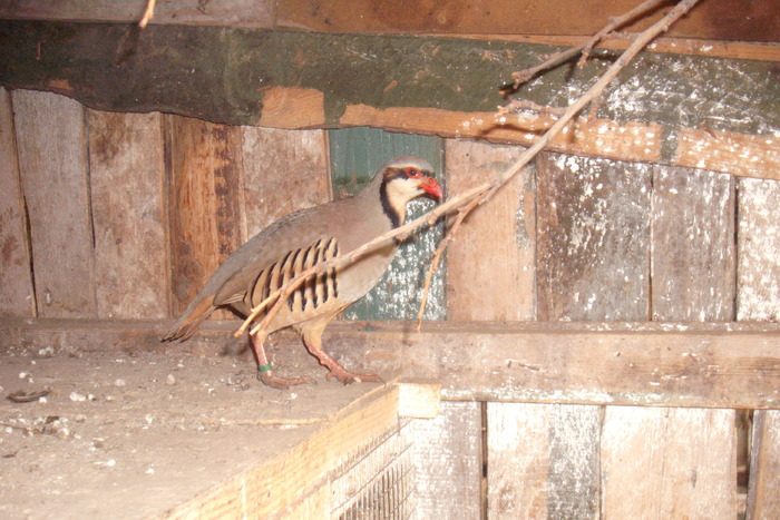 DSCF1050 - Potarnichi chukar