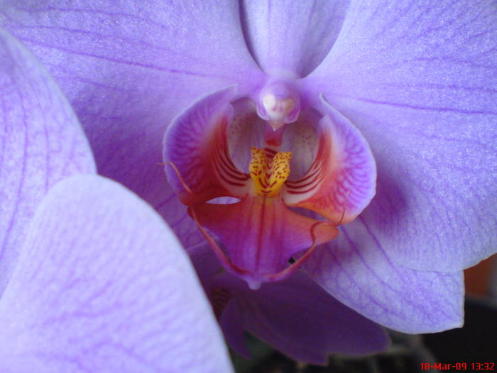 DSC02810 - Phalaenopsis