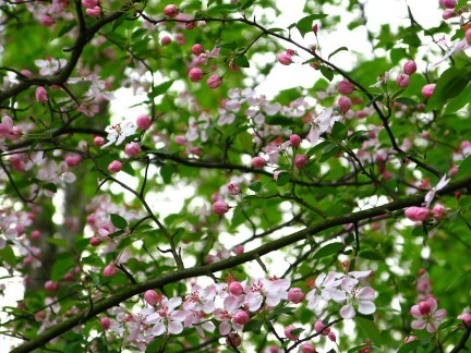 flowery-spring-tree - Flori de cires