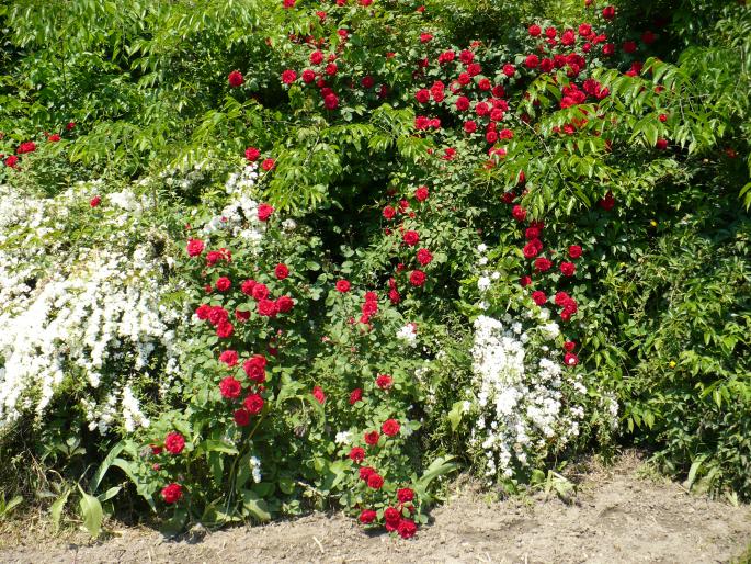 P1010845 - Gradina Botanica mai 2008