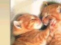 pisici portocalii - poze cu animale