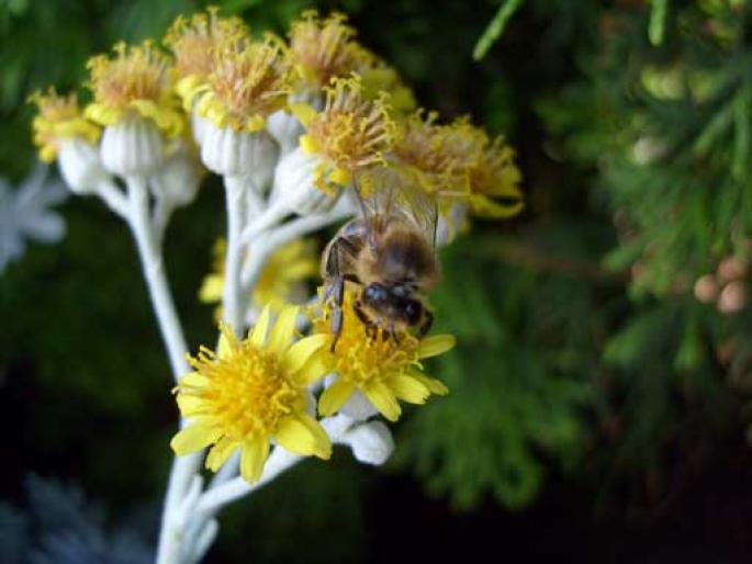 bee-yellow-flower - flori
