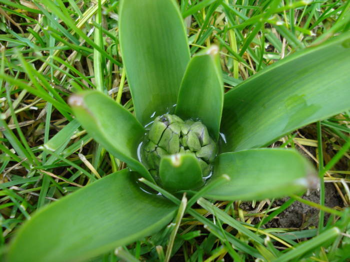 Hyacinth bud (2009, March 20) - ZAMBILE_Hyacinths