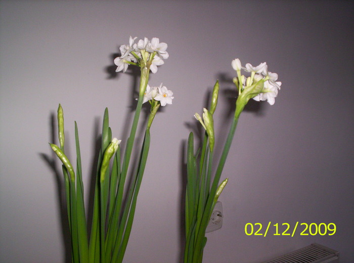 Narcise Sheleg paperwhite 2 dec 2009 (4)