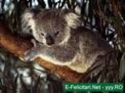 imagesCA04H7LY - Koala