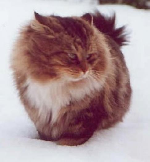 siberian01 - pisici