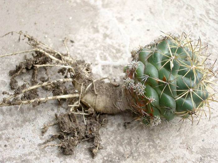 Coryphanta - Radacini - cactusi si suculente