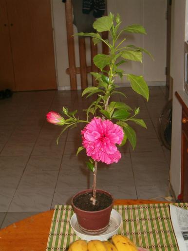 hibiscus 1 - hibiscus