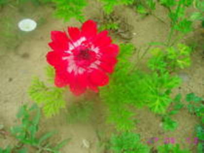 Anemona rosie - Anemone