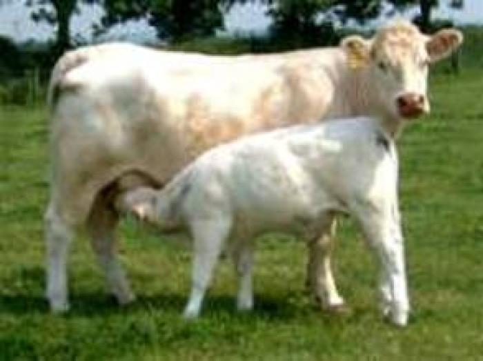 charolaise - Vaci de carne DANYJOJO