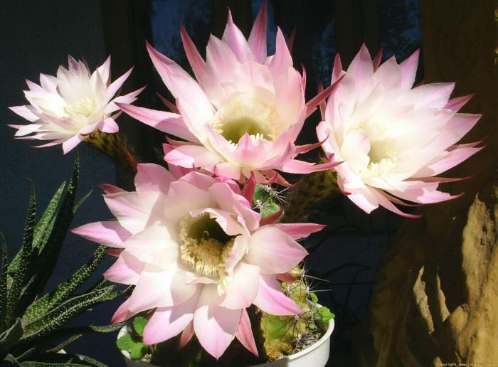 Echinopsis hb buchet floral